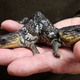 Illustration for article titled Two-Headed Lizard Keeps Trying To Eat Its Own Head